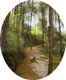 Forest Trails