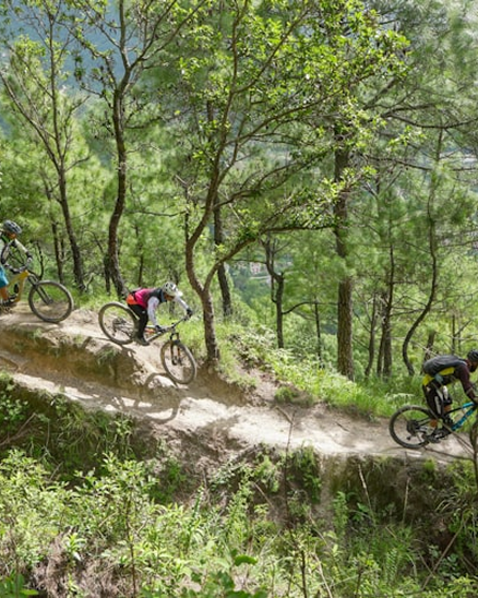 Mountain biking through dense pine forests